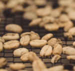 1 zone humide de vétiver