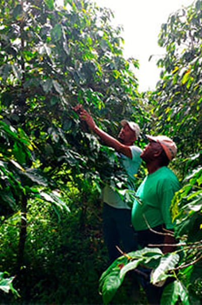 la martinique projet 1