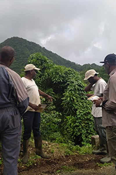 la martinique projet 2