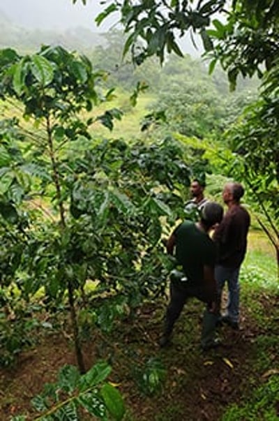 la martinique projet 5