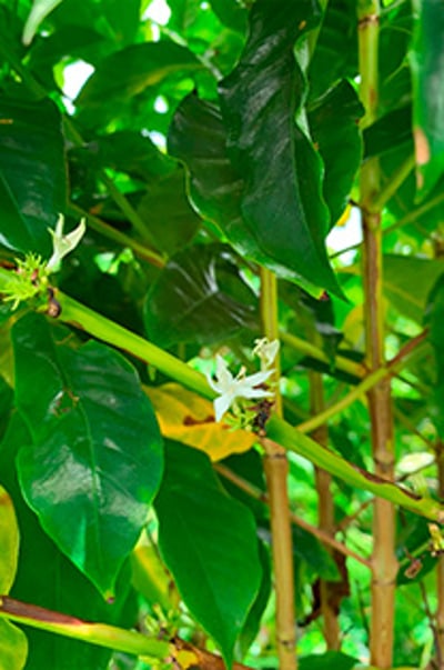 la martinique projet 7