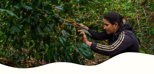 hero banner projet honduras