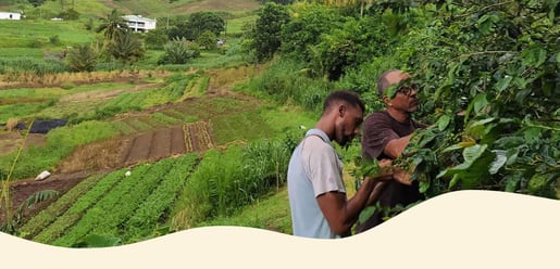 hero banner projet la martinique